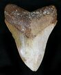Rare Moroccan Megalodon Tooth - #22547-1